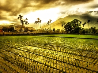 My country life