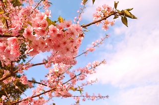 Spring 櫻花系列(四)