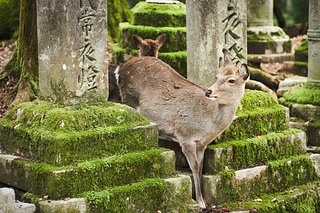 奈良公園の鹿