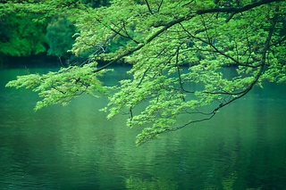 京都府立植物園の楓