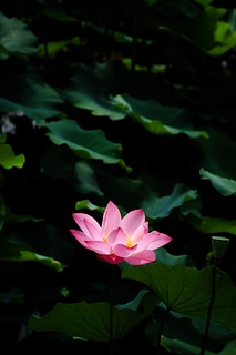 蓮花