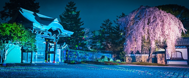 高台寺の桜ライトアップ