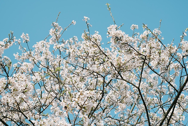 太宰府天満宮のソメイヨシノ桜