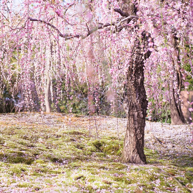 城南宮のしだれ梅