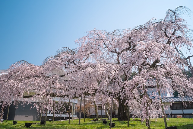 醍醐寺霊宝館のしだれ桜
