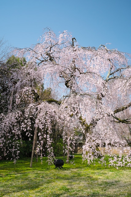 醍醐寺霊宝館のしだれ桜