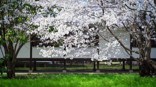 醍醐寺霊宝館のソメイヨシノ桜
