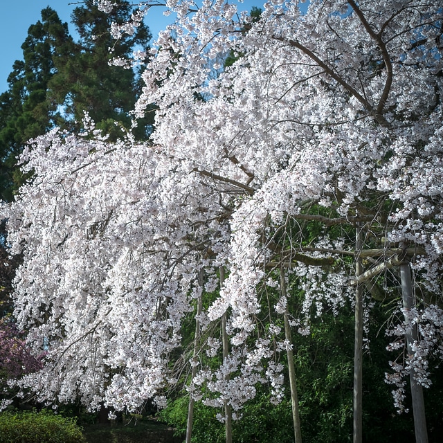 醍醐寺三宝院のソメイヨシノ桜