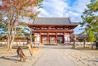 日本奈良鹿與東大寺