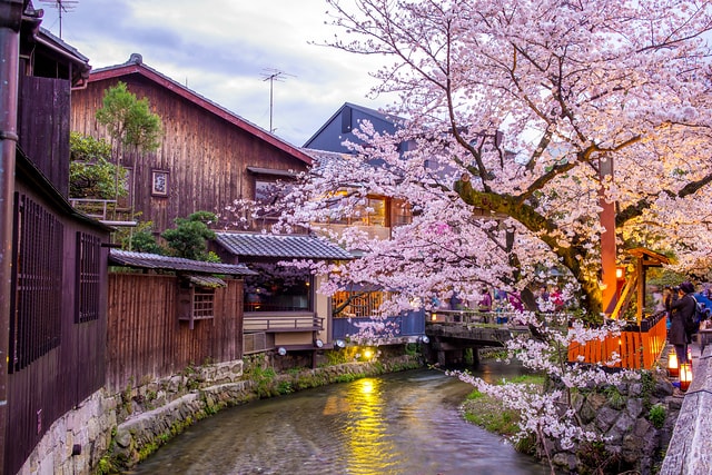 白川巽橋夜櫻