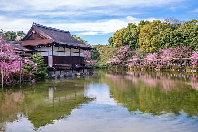 平安神宮春櫻