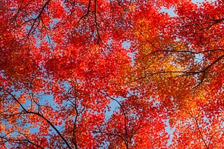 京都美麗的紅葉季節，滿天的楓紅