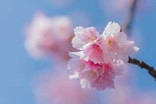 櫻花與藍天 spring cherry blossom season