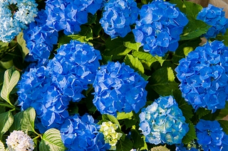 Hortensia flower 美麗的繡球花
