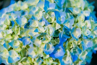 Hortensia flower 美麗的繡球花