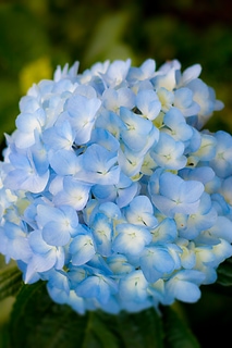 Hortensia flower 美麗的繡球花