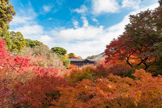 楓紅燃燒了東福寺