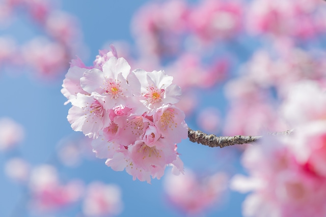 櫻花與藍天 spring cherry blossom season