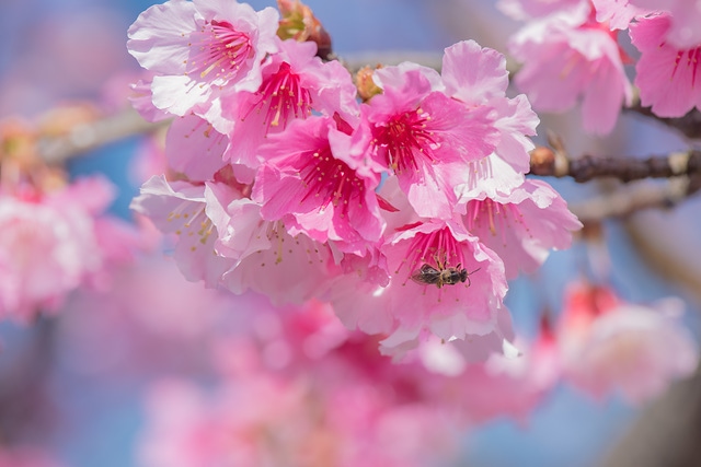 櫻花與藍天 spring cherry blossom season