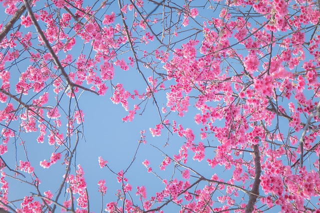 櫻花與藍天 spring cherry blossom season