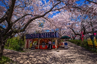 日本櫻花