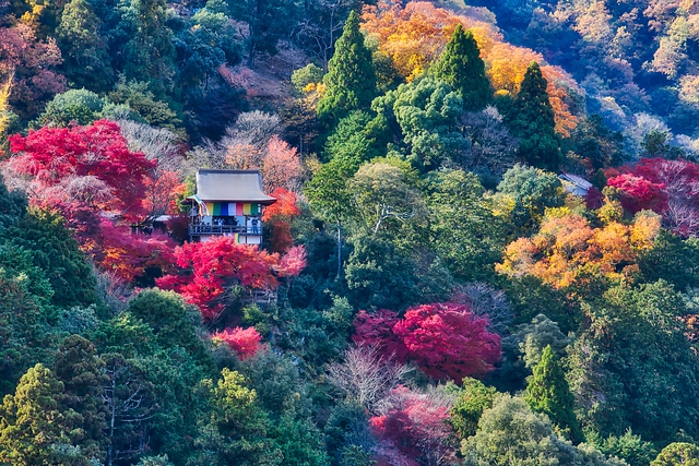 日本京都嵐山秋楓