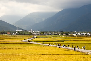 池上稻田