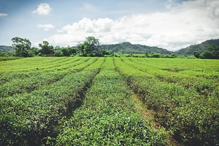 台灣茶葉