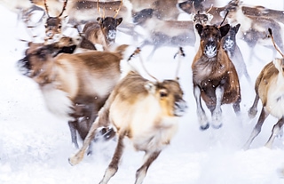 Svezia_Lapponia_ReindeerFarm-SamiPeople5