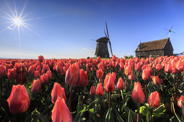 Windmill and tulips Holland