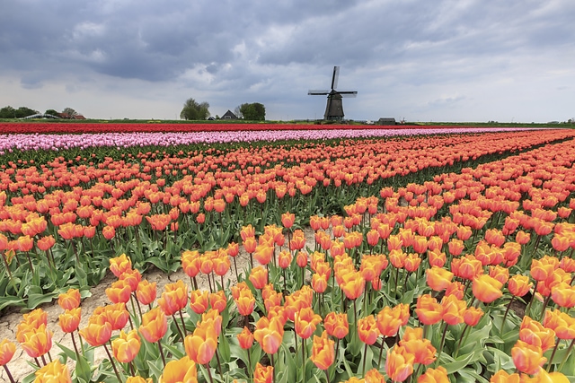 Multicolored tulips Berkmeer Holland