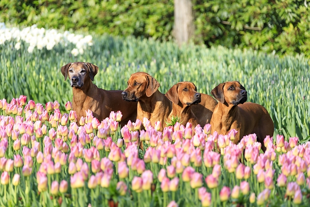 Dogs and tulips Holland