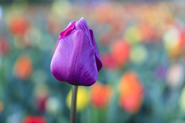 The violet tulip Lisse Holland