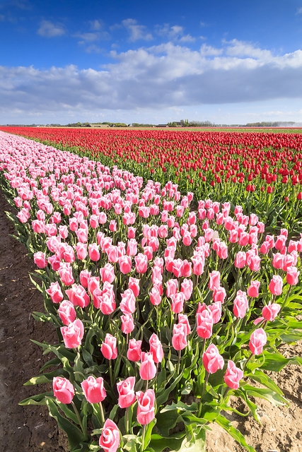 Fields of tulips South Holland