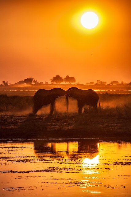 Elephants at sunset, Botswana