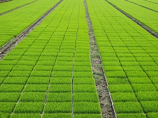 園圃