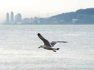 海鷗飛