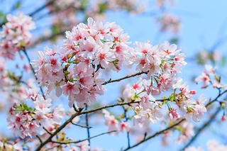 吉野櫻