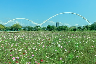 波斯菊花海