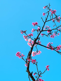 櫻花