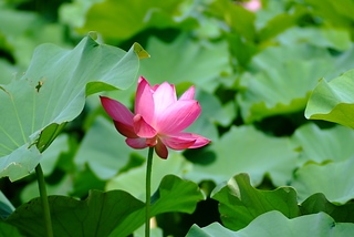 DSCF5234