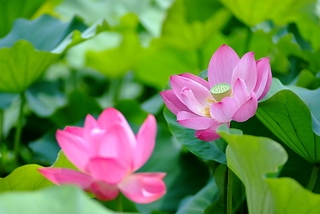 DSCF5242