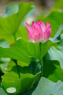 DSCF5244