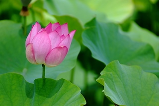 DSCF5259