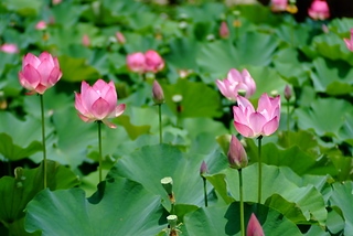 DSCF5263