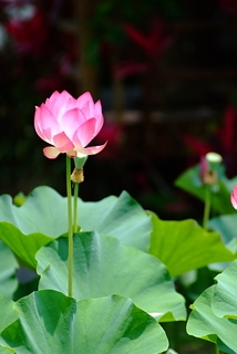 DSCF5273