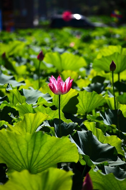 中興新村荷花0004