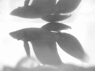 鬥魚單色
