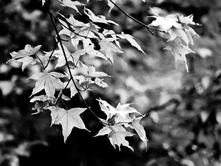 Maple