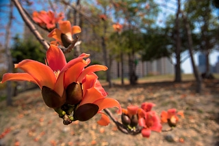 木棉花